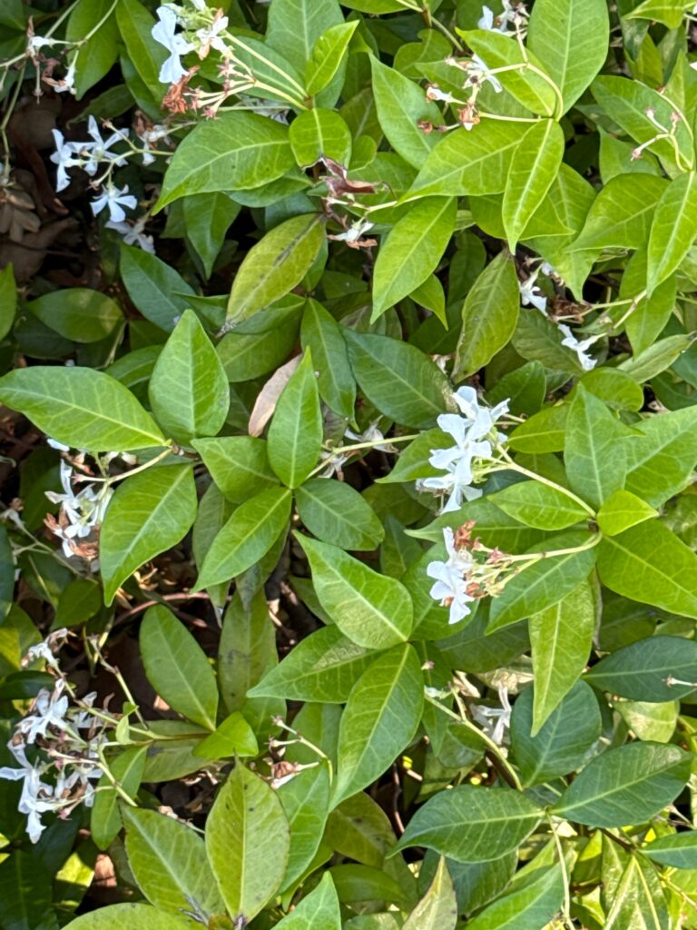 Edge Esmeralda 2026